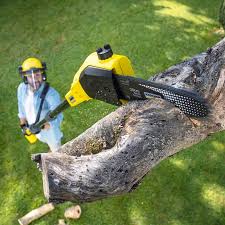 Lawn Disease Treatment