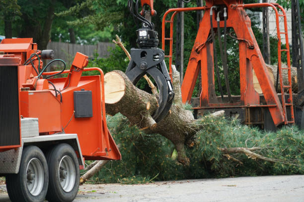  Edgard, LA Tree Services Pros