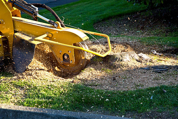 Why Choose Our Tree Removal Services in Edgard, LA?