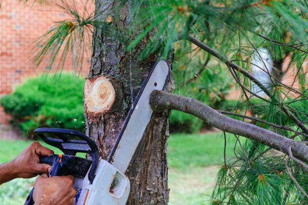 Best Arborist Consultation Services  in Edgard, LA